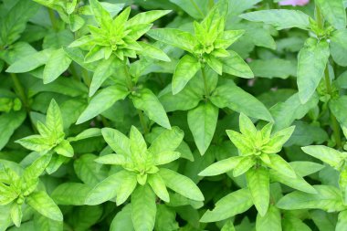 Bahçe bitkileri ile doğal arka plan