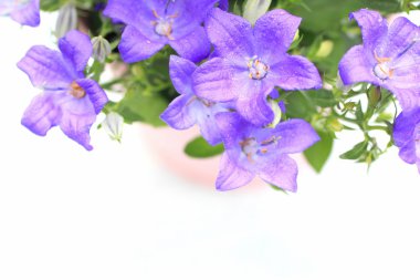 Menekşe çan çiçeği çiçek yakın çekim