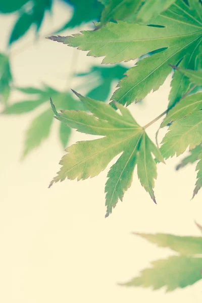 Groene bladeren van Japanse esdoorn-boom, achtergrond — Stockfoto