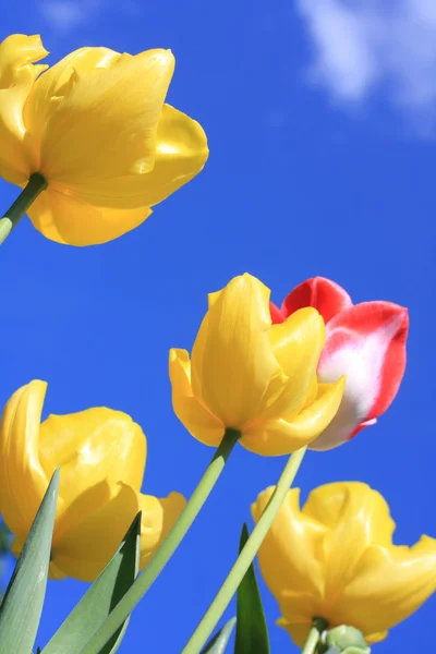 Vackra våren tulpaner mot blå himmel — Stockfoto