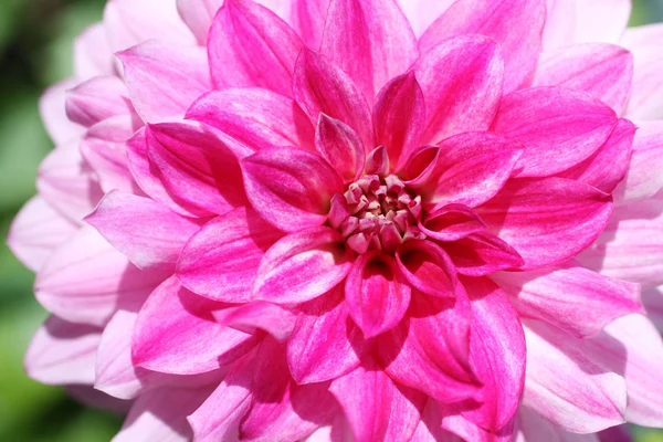 Pembe dahlia makro çekim, yumuşak bir görünüm — Stok fotoğraf