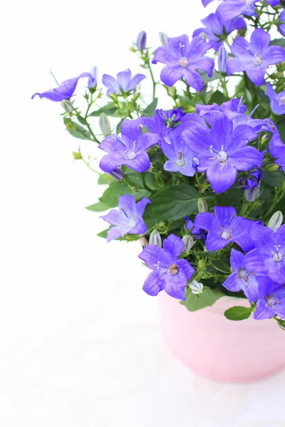 Violett campanula blommor på nära håll — Stockfoto