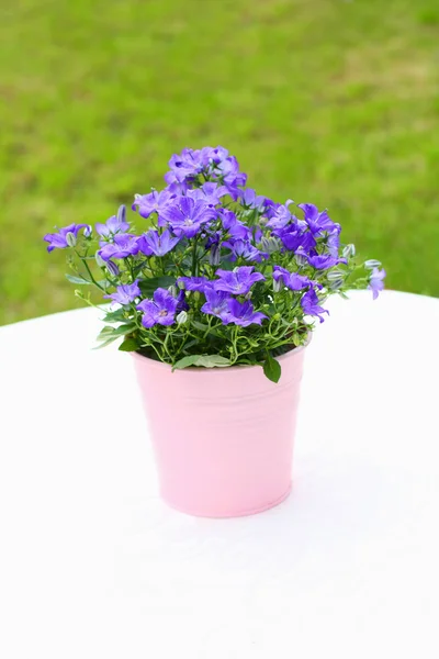 Фіолетові квіти кампаніли крупним планом — стокове фото