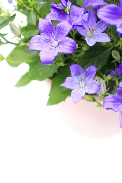 Violet campanula flowers close up — Stock Photo, Image