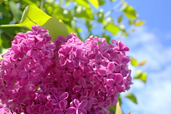 Beautiful spring lilac flowers in the sunshine — Stock Photo, Image