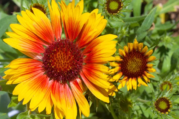 Flores de rudbeckia amarelas e marrons — Fotografia de Stock