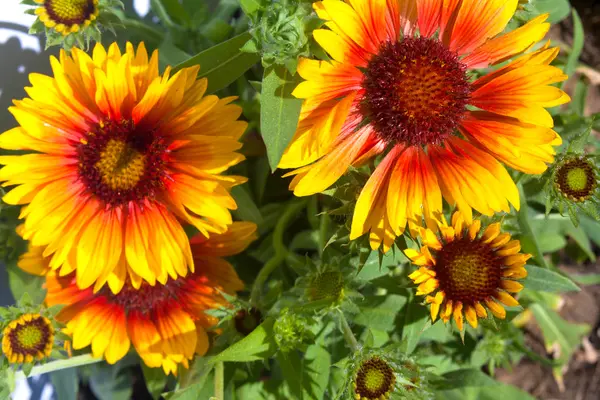 Flores de rudbeckia amarelas e marrons — Fotografia de Stock