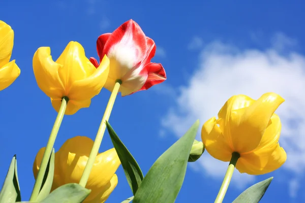 Beautiful Spring tulips against blue sky Stock Photo