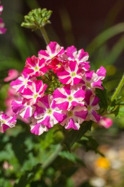 güzel pembe ve beyaz verbena Çiçek Bahçe