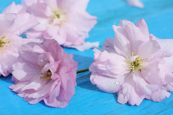 Piękne kwiaty wiśni japońskiej na niebieskim tle drewniane — Zdjęcie stockowe