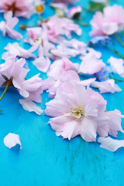 Mooie Japanse kers bloemen op blauwe houten achtergrond — Stockfoto