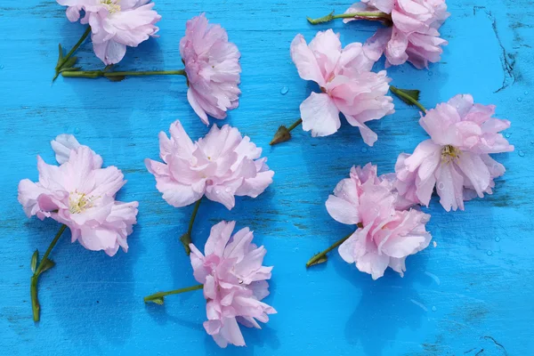 Bellissimi fiori di ciliegio giapponesi su sfondo blu in legno — Foto Stock