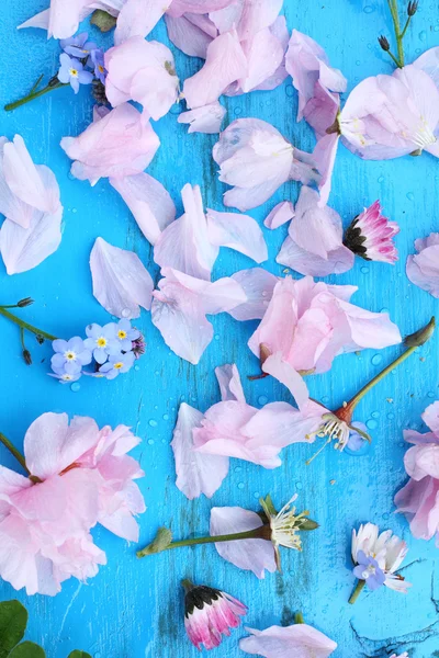 Schöne japanische Kirschblüten auf blauem Holzhintergrund — Stockfoto