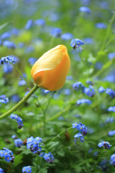 Tulipány v jarní zahradě — Stock fotografie