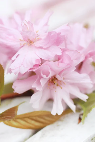 Primavera flor de cereja japonesa — Fotografia de Stock