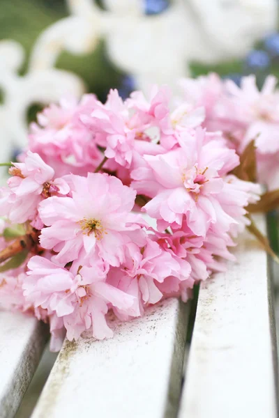 Frühling japanische Kirschblüte — Stockfoto