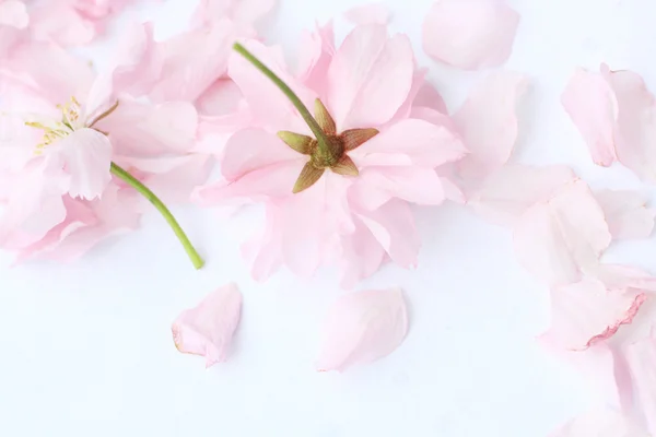 Japoński kwiat wiosna — Zdjęcie stockowe