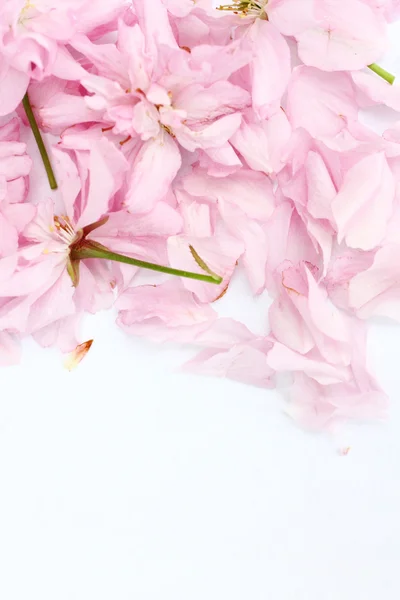 Primavera flor de cereja japonesa — Fotografia de Stock