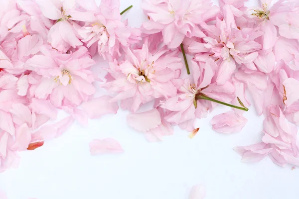 Весенний японский цветок вишни — стоковое фото
