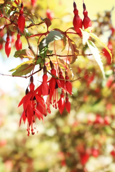 Fuchsia buske i en trädgård — Stockfoto