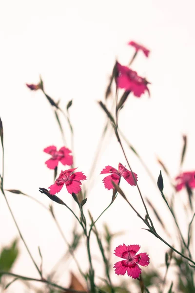 长满青苔的虎耳草的烟花，假山植物 — 图库照片
