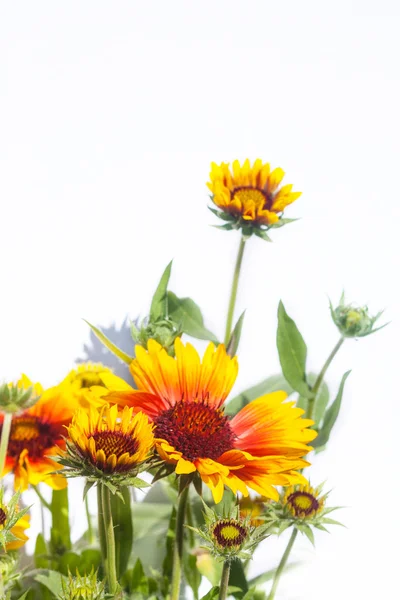 Gula och bruna rudbeckia, rudbeckia, närbild. — Stockfoto