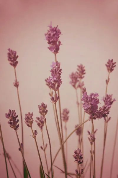 Lavender blossom vintage style background — Stock Photo, Image