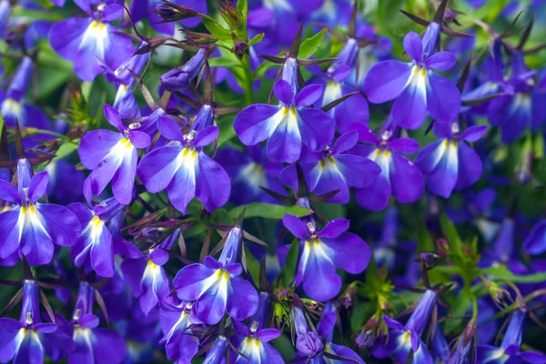Lobelia blommor, lobelia erinus, närbild — Stockfoto