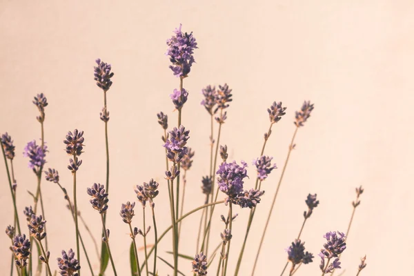 Lavendel blossom vintage stil bakgrund — Stockfoto