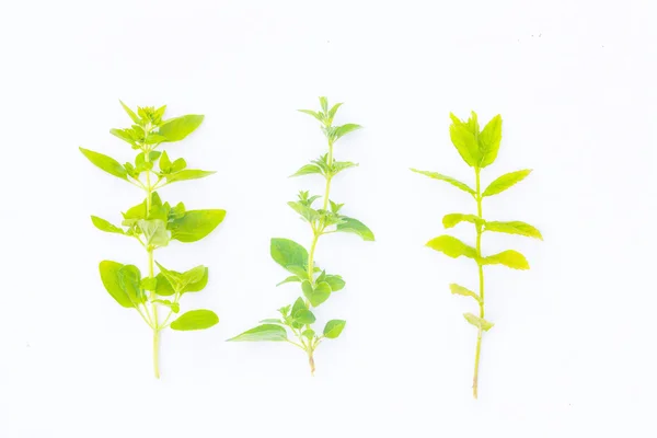 Fresh herbs on white background — Stock Photo, Image