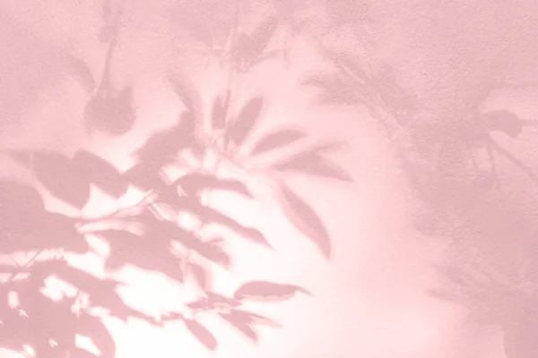 Leaf shadow and tree branch on wall. Nature leaves pink rose gold shadow and light from sunlight on wall texture background. Shadow overlay effect foliage mockup, banner graphic layou