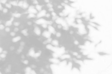 Yaprak gölgesi ve arka plandaki ışık. Doğanın güneş ışığı ve karanlığı tropikal yaprakların ağaç dallarının gölgesi yeşillik taklidi yapar.