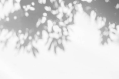 Yaprakların gölgesi ve güneş ışığı yansıması. Ormanın gri gölgesi ve beton duvarda duvar kâğıdı için ışıklandırma, gölgeler örtüsü efekti, taklit tasarım. Siyah ve beyaz sanatsal soyut arka grup