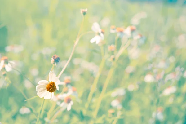 Łąka Kwiatów Wildf Niżej Polu Kwiatów Świeża Wiejska Natura Słoneczny — Zdjęcie stockowe