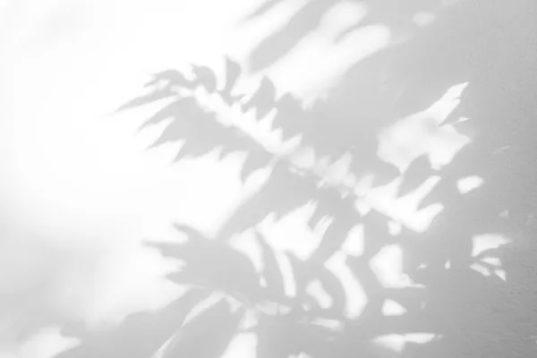 Тень Солнечный Свет Отражения Листьев Джунгли Серый Оттенок Темноты Освещение — стоковое фото