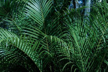 Palmiye ağacının arka plan duvar kâğıdı ve ağ şablonu tasarımı için koyu yeşil yapraklı arka planının tropik palmiye yaprakları dokusu doğa yapısı yeşil eko taze doğa konsepti