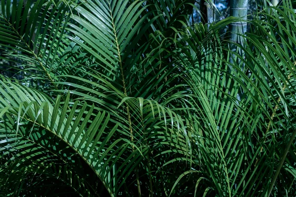 Tropical Feuilles Palmier Motif Texture Nature Fond Branche Palmier Avec — Photo