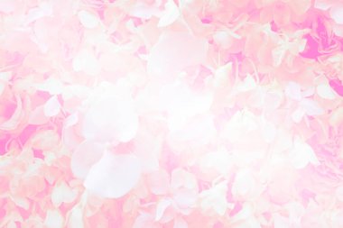 Pembe, yumuşak pastel çiçekler arka planda çiçek açan güzel çiçek desenleri romantik sevgililer günü ve düğün duvar kâğıdı fon, yaz ve bahar arkaplanlarında çiçek