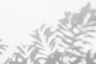 Yaprakların gölgesi ve güneş ışığı yansıması. Ormanın gri gölgesi ve beton duvarda duvar kâğıdı için ışıklandırma, gölgeler örtüsü efekti, taklit tasarım. Siyah ve beyaz sanatsal soyut arka grup