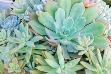 Renkli kaktüs sulu bitkiler arka plan dokusu çöl bitkileri güzel desenler içinde çiçek açıyor.