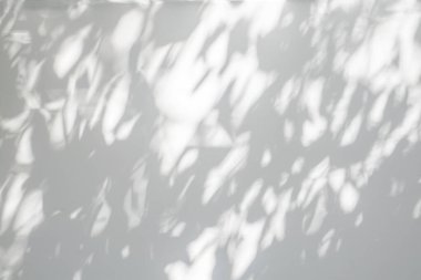 Yaprağın soyut ışık gölgesi arkaplanı bulanıklaştırıyor. Beyaz duvarda doğal çapraz yapraklar, ağaç dalları gölgeler ve güneş ışığı. Gölge kaplama efekti yeşillik alaycısı