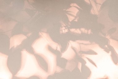 Yaprak gölgesi ve arka plandaki ışık. Doğal tropikal yapraklar bitki ve ağaç dalları. Arka plan duvar kağıdı için beyaz duvar dokusunda güneş ışığı ve desen.