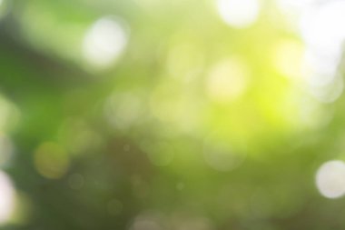 Doğa bulanık yeşil yaprak ve soyut arkaplan. Parktaki yeşil yaprak yaprağına vuran güneş ışığı. Bulanık yapraklar. Baharda güneşli bir gün.