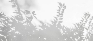 Yaprak gölgesi ve arka plandaki ışık. Doğa tropikal yapraklar ağaç dalları beyaz duvar dokusu üzerine güneş ışığı gölge gölge gölge yaprak mozaiği, grafik düzen, duvar kağıdı, banne