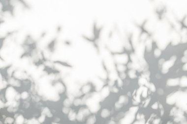 Yaprakların gölgesi ve güneş ışığı yansıması. Ormanın gri gölgesi ve beton duvarda duvar kâğıdı için ışıklandırma, gölgeler örtüsü efekti, taklit tasarım. Siyah ve beyaz sanatsal soyut arka grup