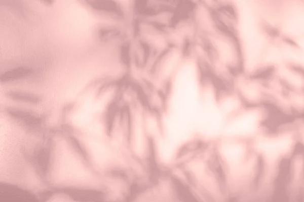 叶树枝干背景的阴影和光芒 天然色彩艳丽的叶子粉红 玫瑰色的金黄色阴影和阳光点缀在白墙质感上 以达到墙纸覆盖效果及设计效果 — 图库照片