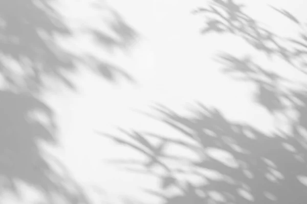 Shadow Sunshine Leaves Reflection Jungle Gray Darkness Shade Lighting Concrete — Stock Photo, Image
