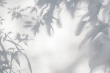 Yaprakların gölgesi ve güneş ışığı yansıması. Ormanın gri gölgesi ve beton duvarda duvar kâğıdı için ışıklandırma, gölgeler örtüsü efekti, taklit tasarım. Siyah ve beyaz sanatsal soyut arka grup