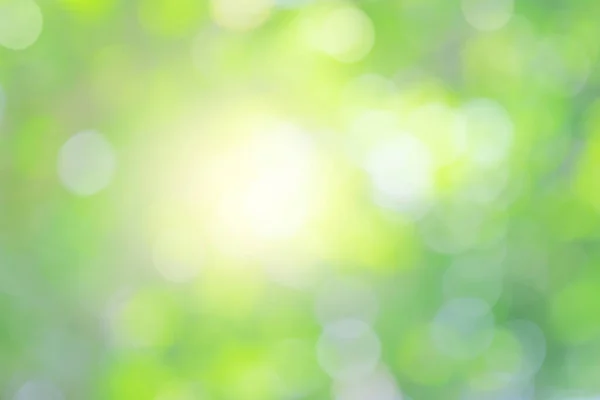 Φύση Θολώνουν Πράσινο Φύλλο Και Φως Αφηρημένο Φόντο Ηλιακό Φως — Φωτογραφία Αρχείου