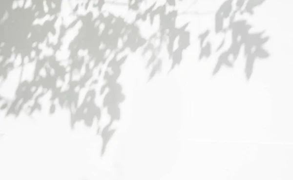 Тень Листьев Свет Фоне Размытия Стен Природа Тропических Листьев Ветви — стоковое фото